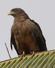 Yellow-billed Kite (Milvus aegyptius) - Wiki