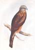 Square-tailed Kite (Lophoictinia isura) - Wiki