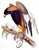 Black-breasted Buzzard (Hamirostra melanosternon) - Wiki
