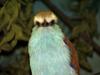 Racket-tailed Roller (Coracias spatulatus) - Wiki