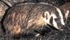 American Badger (Taxidea taxus) - Wiki