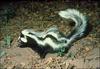 Zorilla, Striped Polecat (Ictonyx striatus) - Wiki