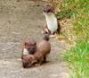 Stoat (Mustela erminea) - Wiki