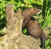 European Mink (Mustela lutreola) - Wiki