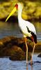 Yellow-billed Stork (Mycteria ibis) - Wiki