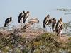 Stork (Family: Ciconiidae) - Wiki
