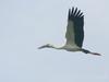 Asian Openbill Stork (Anastomus oscitans) flying