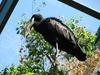 African Openbill Stork (Anastomus lamelligerus) - Wiki