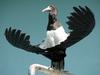 Abdim's Stork (Ciconia abdimii) - Wiki