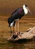 Woolly-necked Stork (Ciconia episcopus) - Wiki