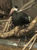 Storm's Stork (Ciconia stormi) - Wiki