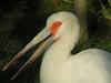 Maguari Stork (Ciconia maguari) - Wiki