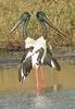 Black-necked Stork (Ephippiorhynchus asiaticus) - Wiki
