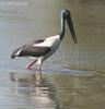 Black-necked Stork (Ephippiorhynchus asiaticus) female