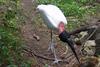 Jabiru (Jabiru mycteria) - Wiki