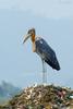 Greater Adjutant (Leptoptilos dubius) - Wiki