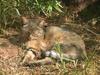 African Wildcat (Felis silvestris lybica) - Wiki