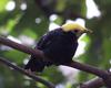 Golden-crested Myna (Ampeliceps coronatus) - Wiki