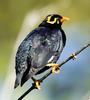 Hill Myna (Gracula religiosa) - Wiki