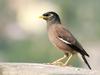 Common Myna (Acridotheres tristis), India