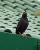 Crested Myna (Acridotheres cristatellus) - Wiki