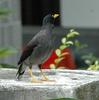 Javan Myna (Acridotheres javanicus) - Wiki