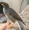 Jungle Myna (Acridotheres fuscus) - Wiki