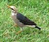 Vinous-breasted Starling (Sturnus burmannicus) - Wiki