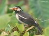 Asian Pied Starling (Sturnus contra) - Wiki