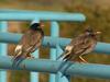 White-cheeked Starling (Sturnus cineraceus) - Wiki