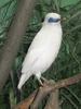 Bali Starling (Leucopsar rothschildi) - Wiki