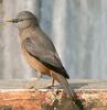 Chestnut-tailed Starling (Sturnus malabaricus) - Wiki