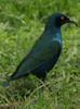 Greater Blue-eared Glossy-starling (Lamprotornis chalybaeus) - Wiki