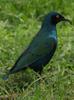 Greater Blue-eared Glossy-starling (Lamprotornis chalybaeus) - Wiki