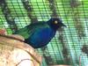 Purple Glossy-starling (Lamprotornis purpureus) - Wiki