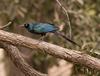 Long-tailed Glossy-starling (Lamprotornis caudatus) - Wiki