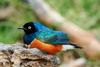 Superb Starling (Lamprotornis superbus) - Wiki