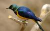 Golden-breasted Starling (Cosmopsarus regius) - Wiki