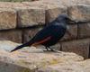 Red-winged Starling (Onychognathus morio) - Wiki
