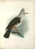 Bourbon Crested Starling (Fregilupus varius) - Wiki