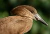 Hammerkop (Scopus umbretta) - Wiki