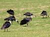 Straw-necked Ibis (Threskiornis spinicollis) - Wiki