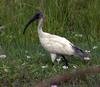 Black-headed Ibis (Threskiornis melanocephalus) - Wiki