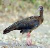 Black Ibis (Pseudibis papillosa) - Wiki