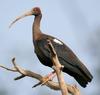 Black Ibis (Pseudibis papillosa)