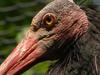 Northern Bald Ibis (Geronticus eremita) closeup