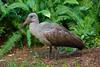 Hadada Ibis (Bostrychia hagedash) - Wiki