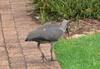 Hadada Ibis (Bostrychia hagedash)