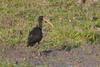 Whispering Ibis (Phimosus infuscatus) - Wiki