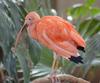 Scarlet Ibis (Eudocimus ruber) - Wiki
